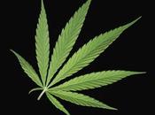 Washington comienza vender marihuana legal