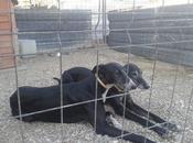 Jimena campanera adopción.