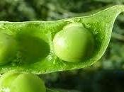 Cómo cultivar guisantes
