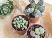 Nuevas plantitas
