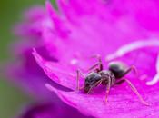 Hormigas huerto: ¿Plaga insecto beneficioso?