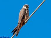 HALCÓN ELEONORA-Falco eleonorae-Eleonora´s falcon