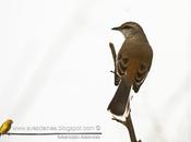 Calandria real (White-banded Mockingbird) Mimus triurus