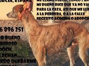 Urgente adopción!! fuego, galgo dueño quiere.