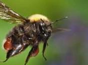 Virus transmitidos abejorros ponen peligro abejas