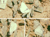 Mariposa Blanca Majuelo (AporiaCrataegi). Pallars Sobirà
