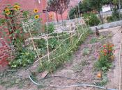 Tomates huerto