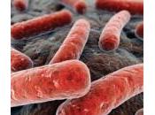 Diarrea asociada Clostridium difficile anciano: nuevas perspectivas.