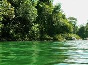 Descubren especies animales parque nacional Bahuaja Sonene selva peruana.