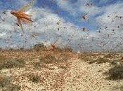 Analizando soñar saltamontes. sueño genera controversias