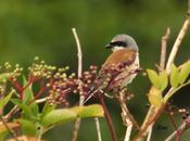 ALCAUDÓN DORSIRROJO (Lanius collurio)