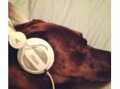 perros gusta música?