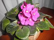 Violeta Africana, planta flor