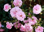 Rosas rosae rosas