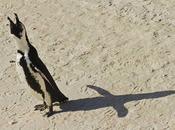 Decodifican 'rebuznos' pingüino asno africano
