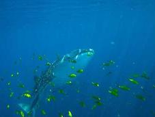 Descubren Rojo 'quedada' adolescentes tiburón ballena