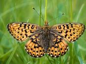 Boloria euphrosyne (Linnaeus, 1758) Perlada rojiza