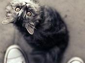 Martes nadismo: visto lindo gatito