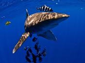 Tiburón Puntas Blancas