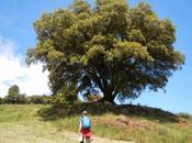 Alzina Valls. Figaró-Montmany