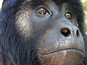 Fundación Azara horas Monos carayá regresan selva