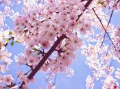 Uñas Cherry Blossom.