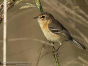 Tachurí canela (Bearded Tachuri) Polystictus pectoralis