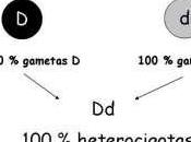 Autoevaluación Leyes Mendel