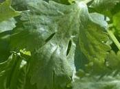 Acaba aliento utilizando cilantro