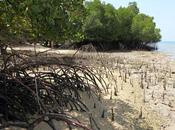 manglares, escudo naturaleza contra tifones tsunamis