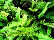 tipos ambientadores caseros naturales ecológicos