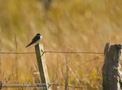 Golondrina ceja blanca (White-rumped Swallow) Tachycineta leucorrhoa