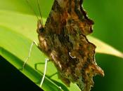 C-blanca
