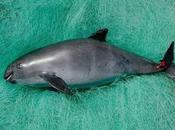 vaquita marina enfrenta extinción inminente ¿puede salvada?