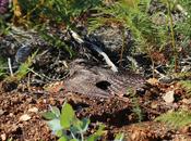 Chotacabras tardíos