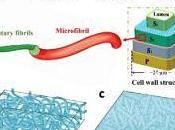 Componente celdas solares partir madera