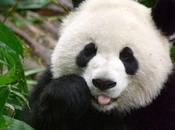 Panda Gigante