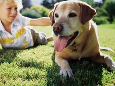 Enseñar niños cómo actuar perros