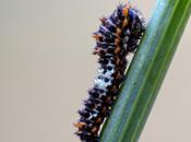 Macro primavera 2014