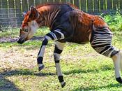 Okapi, jirafa cebra cuello corto
