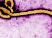 Sencilla Prueba detecta Virus Ebola minutos