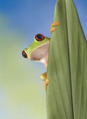 [Cuento] rana insistente