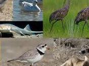 Fauna riesgo Keystone