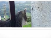 gato
