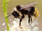 Bombus lapidarius decipiens (Pérez 1890) abejorro