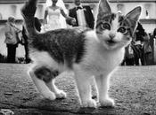 Photobombing boda (especial amantes gatos)