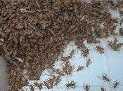 Soñar grillos significado real. Dale sueño grillos.