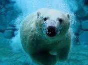 Soñar osos significado. Aprende cómo analizar sueño osos.