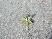 Grandes historias cosas pequeñas flor hormigón