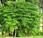 magnificas propiedades árbol Moringa